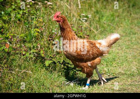 Un poulet de gamme libre marchant sur un chemin sur Bryher, Isles of Scilly Banque D'Images