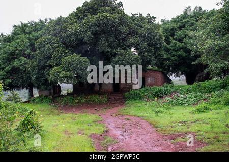 Chemin en terre rouge vers l'ancienne maison en briques abandonnée dans la forêt, au milieu des arbres de banyan et de mangue dense Banque D'Images