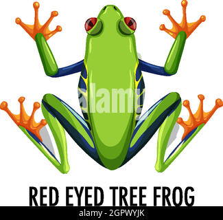 Red eyed tree frog isolé sur fond blanc Illustration de Vecteur