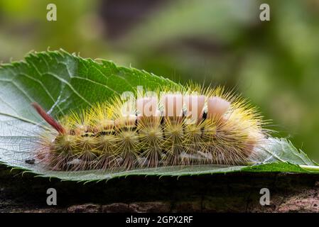 Chaussette de sécurité pâle (Calliteara pudibunda / Phalaena pudibunda) chenille colorée en forme jaune. Originaire d'Europe et d'Asie Banque D'Images
