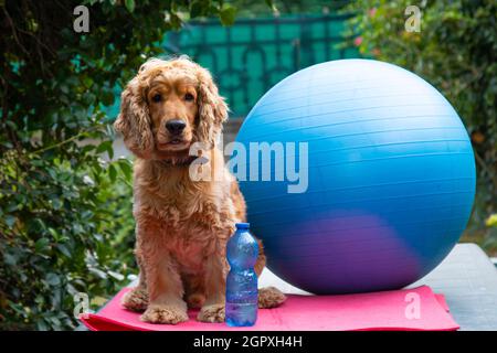 cute cocker spaniel prêt pour la leçon de pilates, la photographie de concept de forme physique, la photographie humoristique, les chiens comme les gens Banque D'Images