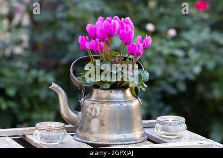 fleur de cyclamen rose en pot de thé vintage comme décoration florale Banque D'Images