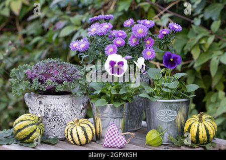 fleurs d'automne blanches et violettes dans des pots millésimés dans le jardin Banque D'Images
