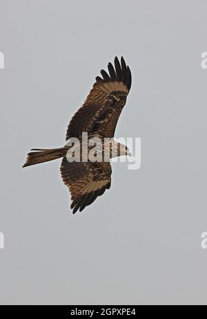 Kite à oreilles noires (Milvus migrans lineatus) juvénile dans le vol Guwahati, Assam, Inde Janvier Banque D'Images