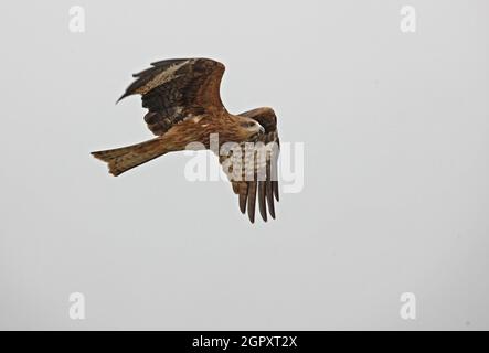 Kite à oreilles noires (Milvus migrans lineatus) immature au vol Guwahati, Assam, Inde Janvier Banque D'Images