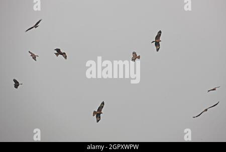 Des oiseaux de cerf-volant à oreilles noires (Milvus migrans lineatus) volées au-dessus du dépotoir de déchets Guwahati, Assam, Inde Janvier Banque D'Images