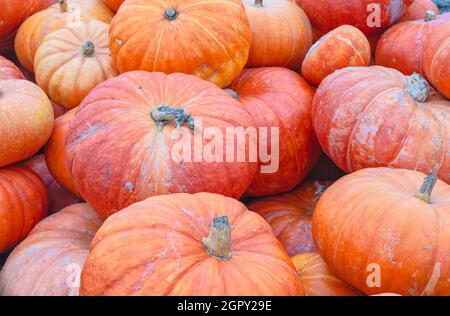 Réserve de citrouilles rouges de Cendrillon dans la zone de citrouille de Half Moon Bay, Californie, États-Unis. Banque D'Images