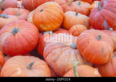 Réserve de citrouilles rouges de Cendrillon dans la zone de citrouille de Half Moon Bay, Californie, États-Unis. Banque D'Images