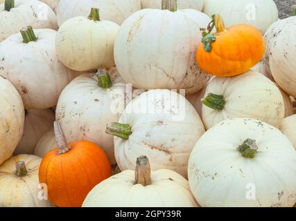 Réserve de variété Casper de citrouille blanche dans une zone de citrouille de Half Moon Bay, Californie, États-Unis. Banque D'Images