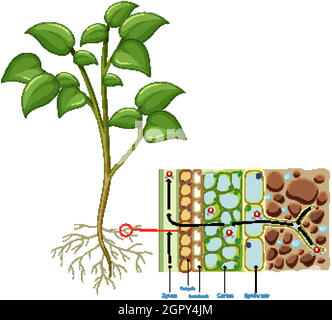 Schéma montrant la cellule racine de la plante isolée sur fond blanc Illustration de Vecteur