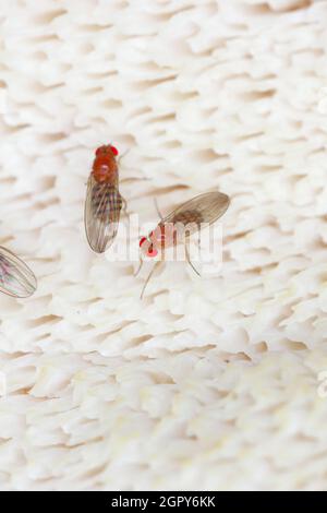 La mouche commune des fruits ou la mouche du vinaigre Drosophila melanogaster est une espèce de mouche de la famille des Drosophilidae. C'est un ravageur des fruits et de la nourriture faite à partir de fruits Banque D'Images