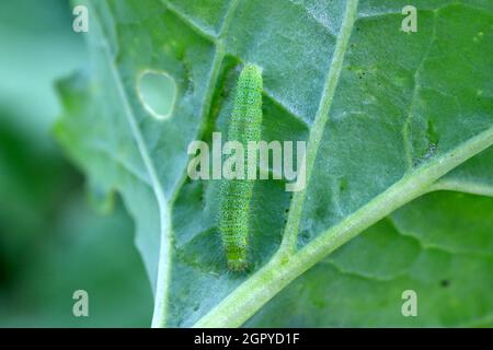 Chenille de petits blancs ou de petits blancs de chou (Pieris rapae) sur des feuilles de chou endommagées. Ravageur dangereux de nombreuses plantes. Banque D'Images