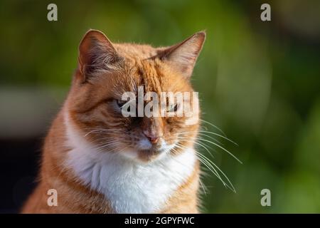 Un seul chat tabby orange ou chat ruley posé sur le dessus d'une rambarde avec une vue ciblée devant.L'animal errant a un soubassement blanc et orange Banque D'Images