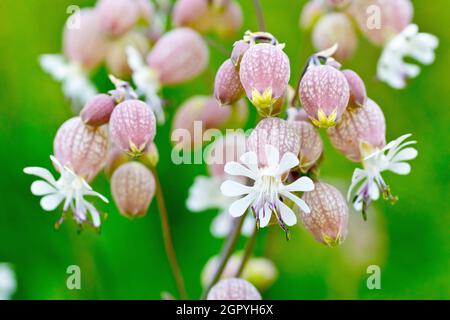 Vessie Campion (silène vulgaris), gros plan montrant les fleurs blanches et les tubes de sépales enflés qui donnent à la plante son nom. Banque D'Images