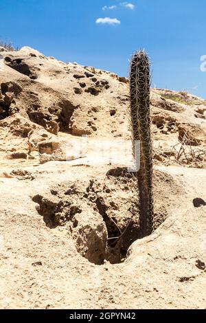 Cactus dans le désert de la Guajira en Colombie. Banque D'Images