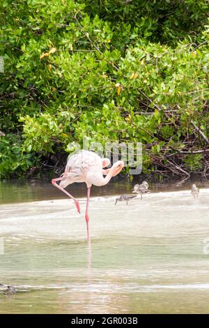 Flamingo sur l'île de Palma de l'archipel de San Bernardo, Colombie Banque D'Images