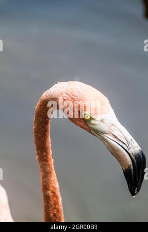 Détail du flamant sur l'île de Palma de l'archipel de San Bernardo, Colombie Banque D'Images