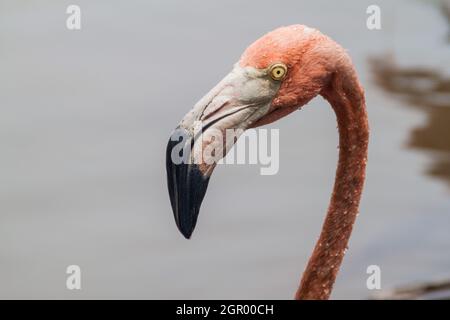 Détail du flamant sur l'île de Palma de l'archipel de San Bernardo, Colombie Banque D'Images