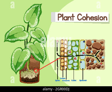 Schéma de la cohésion des plantes Illustration de Vecteur