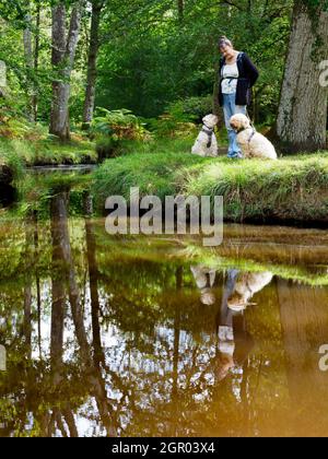 Femme avec deux chiens à côté du ruisseau dans la New Forest, Royaume-Uni Banque D'Images