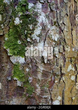 Nothofagus obliqua, arbre Roble Beech, gros plan de l'écorce. Banque D'Images