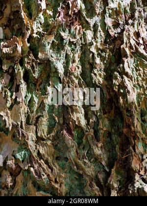 Gros plan de l'écorce d'un sapin de Douglas, Pseudotsuga menziesii, Banque D'Images