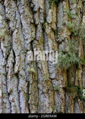 Gros plan de l'écorce d'un chêne commun, Quercus robur, Banque D'Images