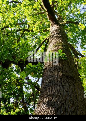 Chêne commun, Quercus robur, Banque D'Images