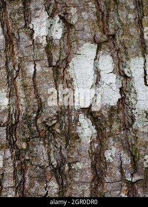 Quercus rubra, chêne rouge du Nord, gros plan de l'écorce Banque D'Images