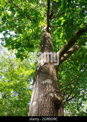 Chêne rouge du nord, Quercus rubra. Banque D'Images
