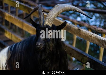 Mouton noir. Bélier Ouessant à la ferme. Banque D'Images