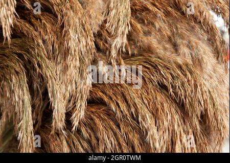 Plumes marron douces Banque D'Images