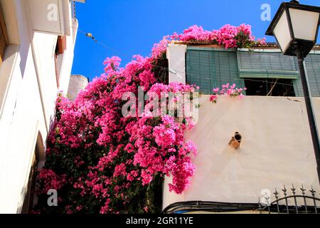 Façade andalouse typique blanchie à la chaux avec de beaux bougainvilliers roses à Mojacar Banque D'Images