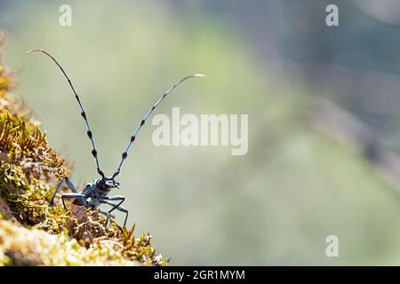 Un longicorne alpine mâle (Rosalia alpina) sur un tronc mossy d'un érable est à la recherche d'une femelle. Banque D'Images