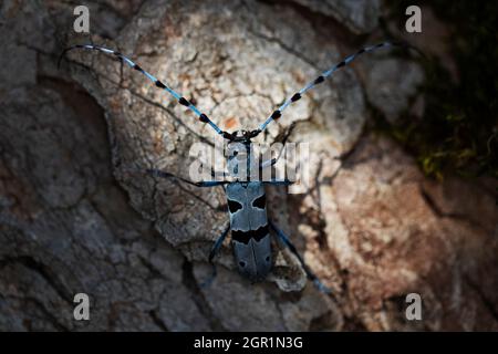 Un longicorne alpine (Rosalia alpina) sur le tronc d'un érable, à la lumière et dans la shaddow. Banque D'Images