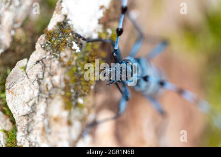 Un longicorne alpine (Rosalia alpina) nettoie son tarse. Banque D'Images