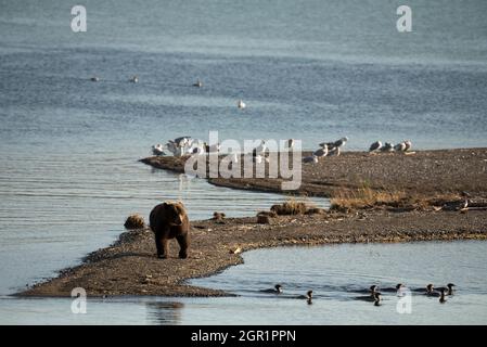 Un ours brun adulte marche sur une broche de terre le long de la rivière Lower Brooks dans le parc national de Katmai et conserve le 30 septembre 2018 près de King Salmon, en Alaska. Banque D'Images