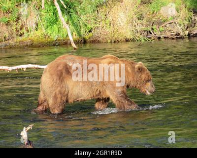 Un ours brun adulte connu sous le nom d'ours 65 recherche le saumon dans la rivière Brooks au début de la saison d'alimentation dans le parc national Katmai et conserve le 4 juillet 2020 près de King Salmon, en Alaska. Banque D'Images