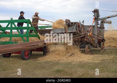 Des hommes déchargeant l'orge récoltée du wagon vers la machine de battage antique McCormick - Deering pour séparer le grain de la paille, Alberta, Canada Banque D'Images