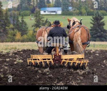 Agriculteur conduisant une équipe de chevaux de trait belges, hersant un champ après la récolte avec de la herse traditionnelle à disques sur des terres agricoles dans les régions rurales du Canada Banque D'Images