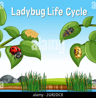 Scène avec cycle de vie Ladybug Illustration de Vecteur