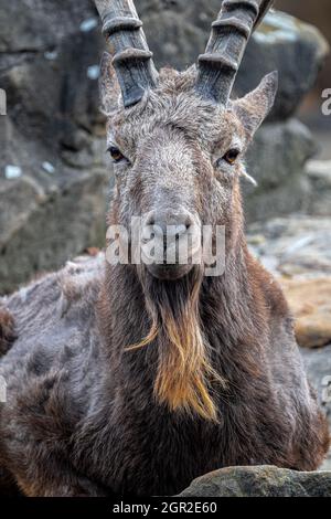 Portrait d'un Ibex sibérien mâle (Capra sibirica) Banque D'Images