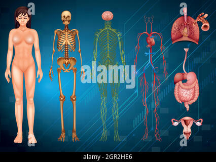 Systèmes du corps humain Illustration de Vecteur