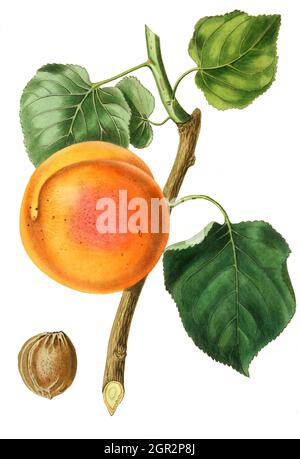 Aprikose, türkische Aprikose / Apricot Turquie, Kolorierter Stich aus the Pomological magazine - John Lindley - 1828-1830, Historisch, historique, numérique reproduction améliorée d'un original du 19ème siècle / digitale Reproduktion einer Originalvorlage aus dem 19. Jahrhundert, Originaldatum nicht bekannt Banque D'Images