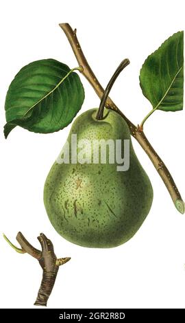 Birne, Birnensorte / Beurre Rance Pear, poire à double fonction agréable à mûrir, Kolorierter Stich aus le magazine Pomologique - John Lindley - 1828-1830, Historisch, historique, numérique reproduction améliorée d'un original du XIXe siècle / Reproduktion einer Originalvorlage aus dem 19. Jahrhundert, Originaldatum nicht bekannt Banque D'Images