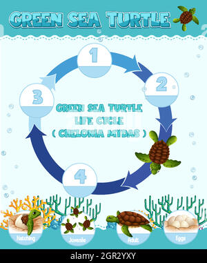 Schéma montrant le cycle de vie de la tortue Illustration de Vecteur