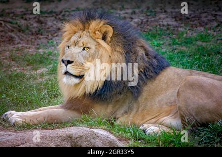 Un lion africain (Panthera Leo) se pose dans l'herbe au zoo de Memphis, le 8 septembre 2015, à Memphis, Tennessee. Banque D'Images