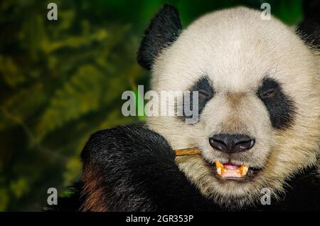 Un panda géant (Ailuropoda melanoleuca) takes something sur le bambou, le 8 septembre 2015, au Zoo de Memphis à Memphis, Tennessee. Banque D'Images