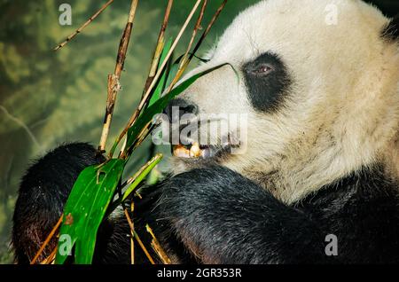 Un panda géant (Ailuropoda melanoleuca) takes something sur le bambou, le 8 septembre 2015, au Zoo de Memphis à Memphis, Tennessee. Banque D'Images