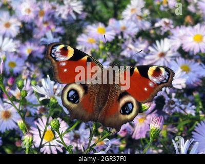 Honigbienen (APIs mellifera) und Tagpfauenaugen (Aglais io, Syn.: Inachis io, Nymphalis io) suchen Nektar auf lila Herbstuntern (Aster dumosus, Syn Sy Banque D'Images